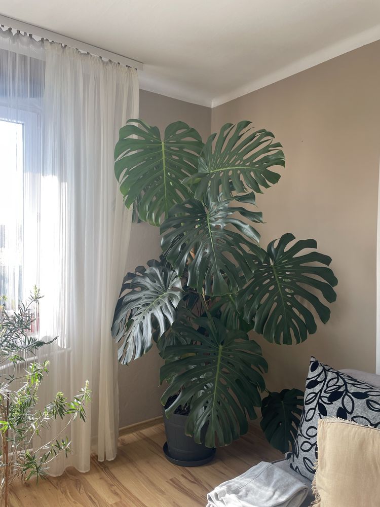Monstera gigant