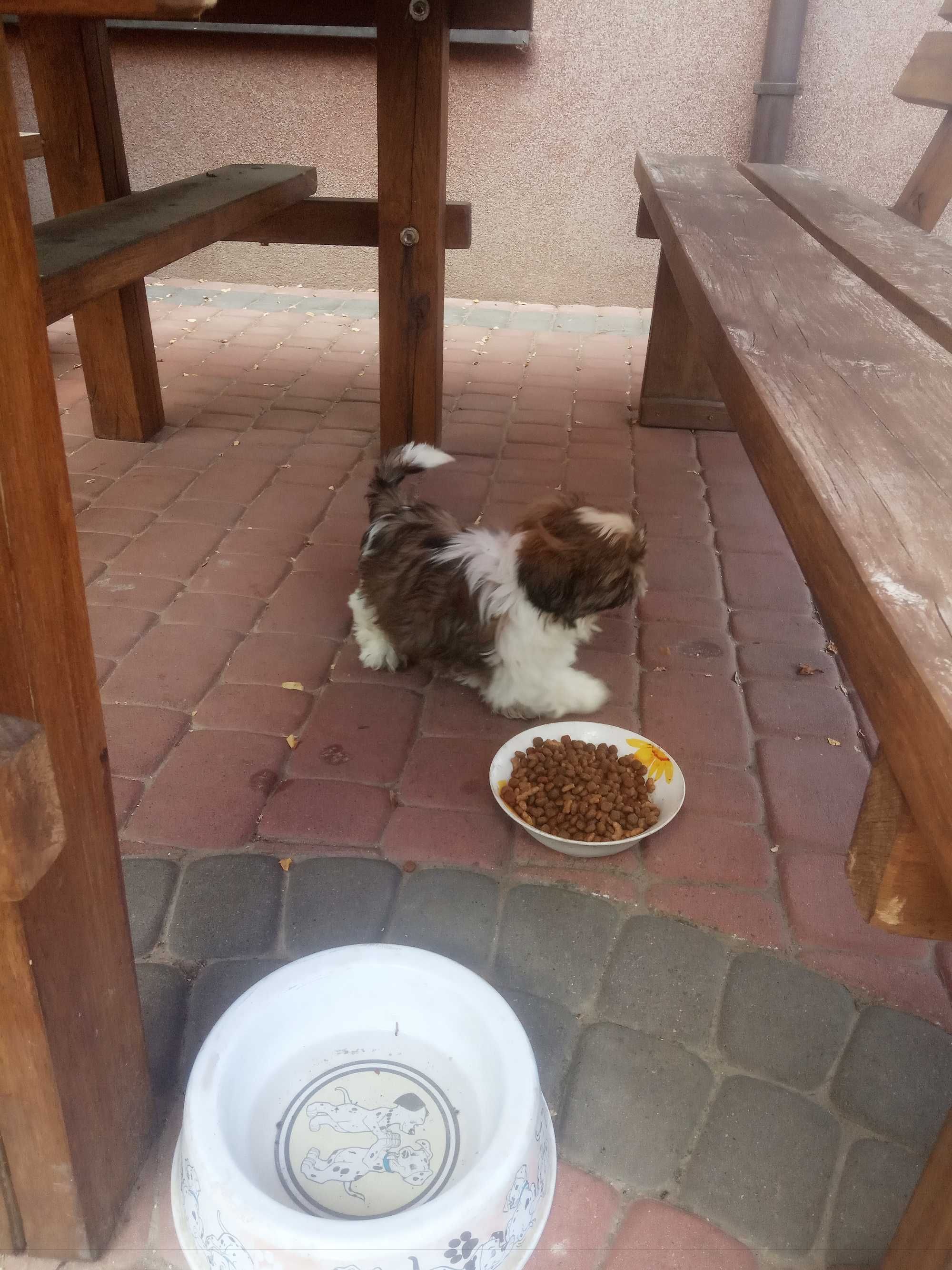 SUCZKA Shih tzu mini wzorzec rasy