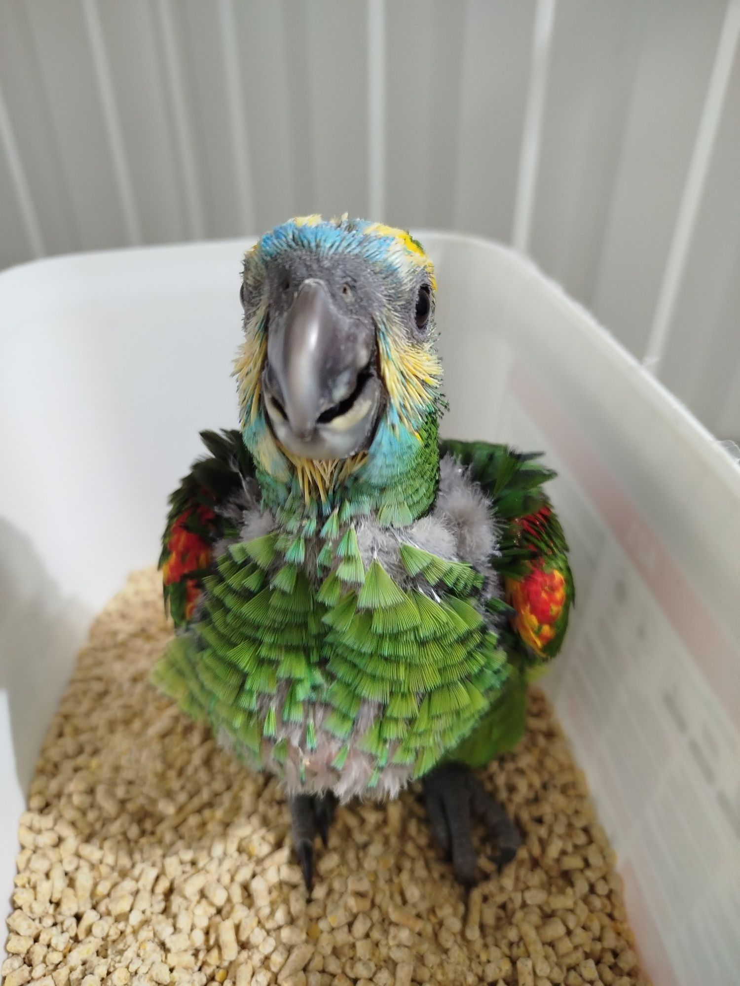 Amazona aestiva aestiva