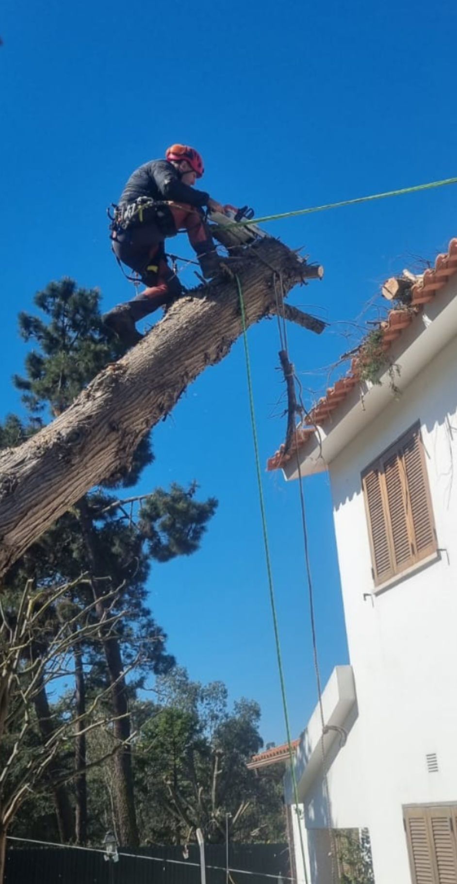 Corte e abate de árvores com elevado grau de perigosidade.