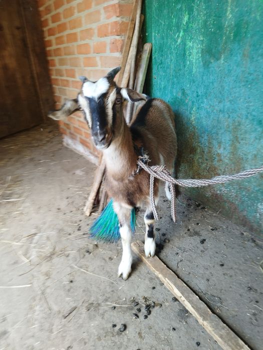 Продам козенята різного віку