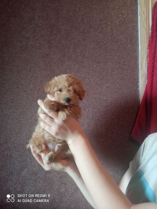 Продам цуценят мальтіпу