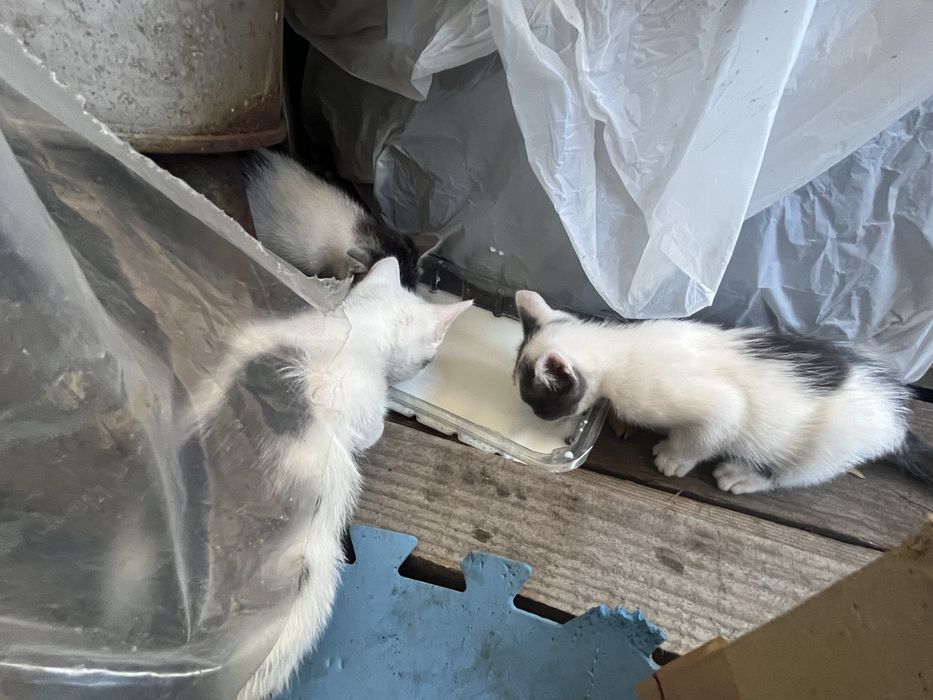 Віддам маленьких котяток