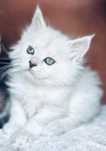 Maine coon kotka niebieska dymna - FPL po SUPREME Championie
