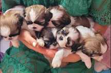 Szczeniaczki Shih Tzu z rodowodem