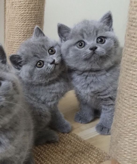 Котята шотландцы