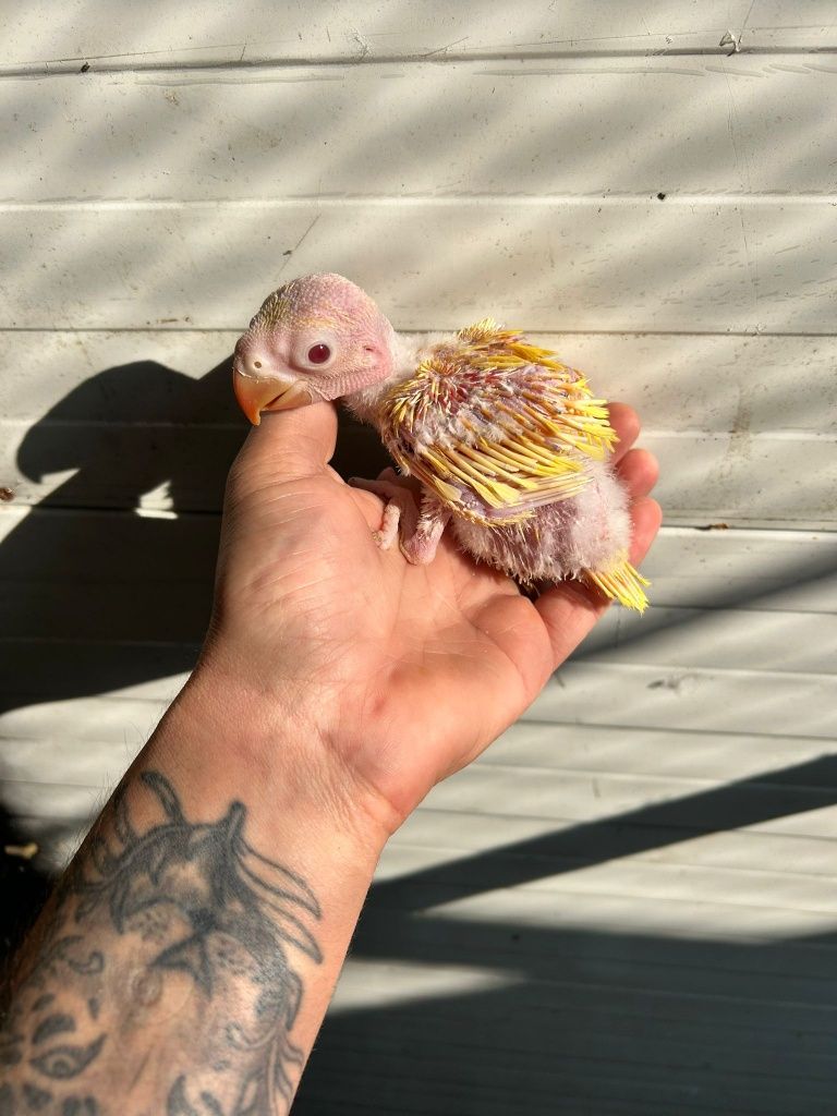 Diversas aves demosticados