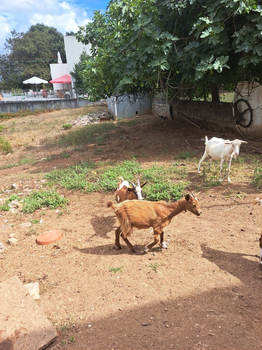 Vendo cabritos de 6 meses