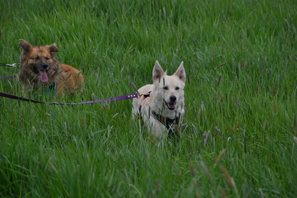 Puchaty beżowy pies w typie samoyeda i eurasiera szuka domku