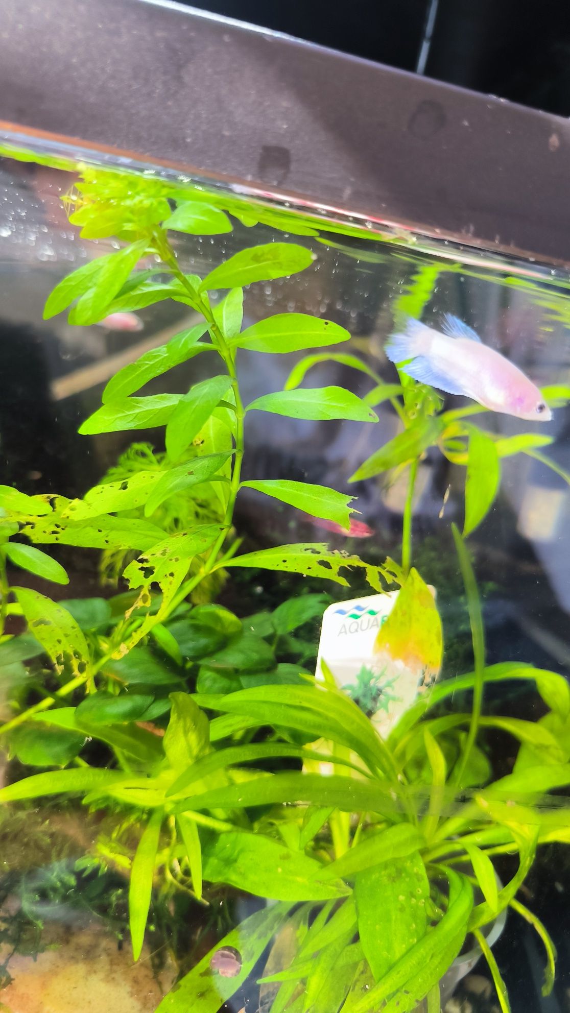 Peixe betta fêmea