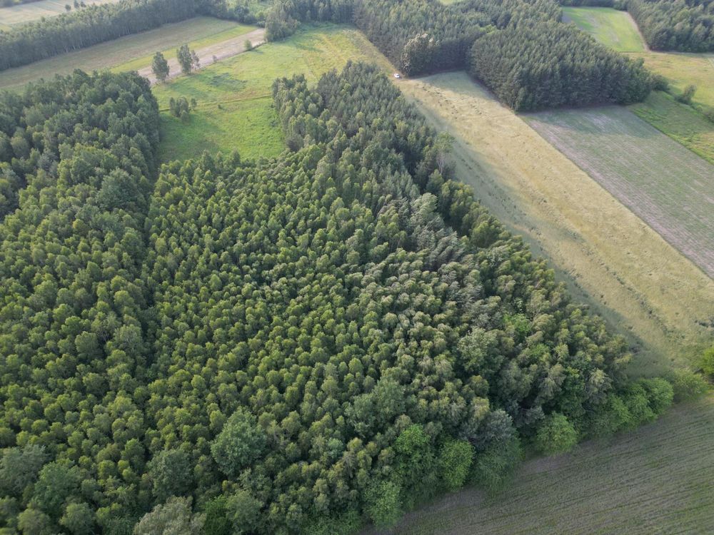 Okazja działka leśna w Ślęzakach gmina Baranów Sandomierski LAS