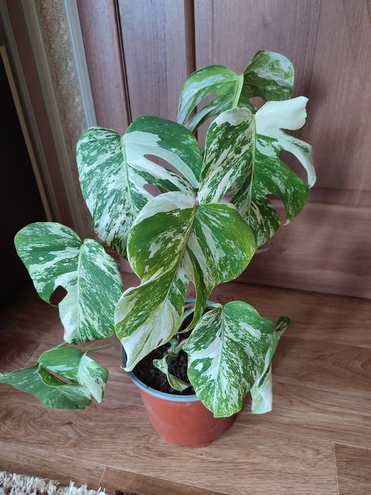 Монстера Альба гарні рослини