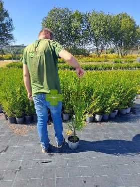 Cedros Leylandi Várias Alturas