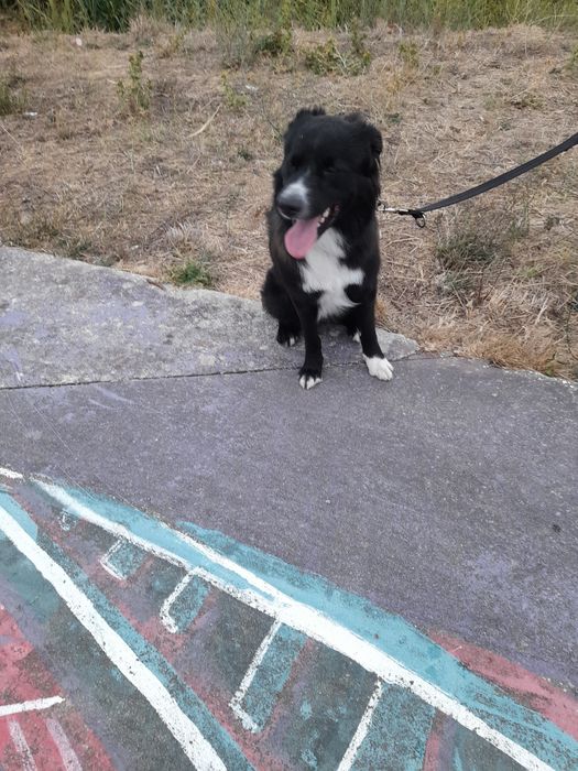 Border Collie, quase 2 anos