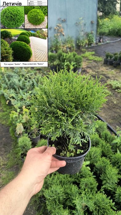 Туї смарагд, Ауреа Нана,колумна,шаровидні , ялівці горизонтальні,