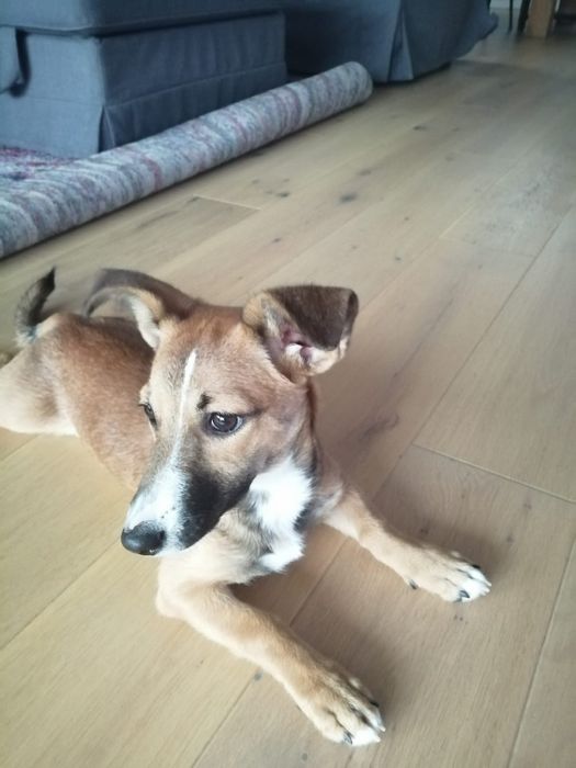 Vivien - mały  szczeniak do adopcji