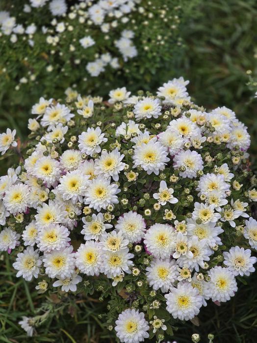 Chryzantemy- różne odmiany