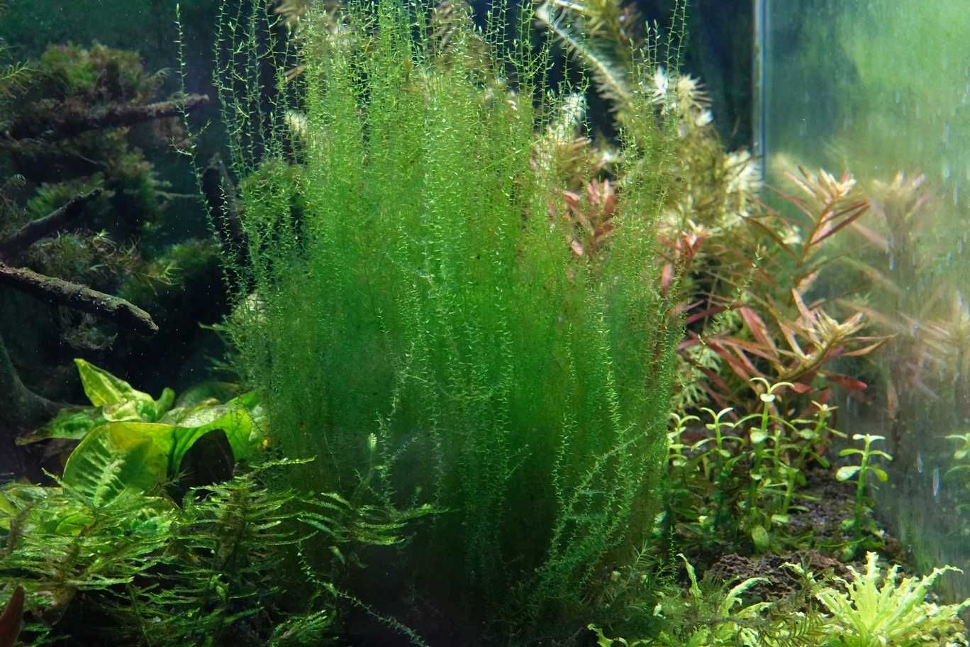 Nano moss superdrobny mech do aquascapingu jak mini trawka 30 ml