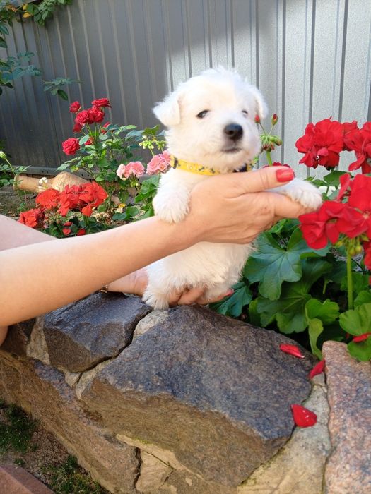 Вестики очаровашки