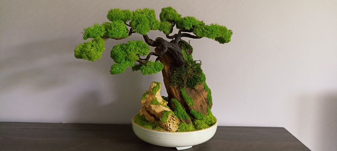 Drzewko Bonsai duże mech chrobotek