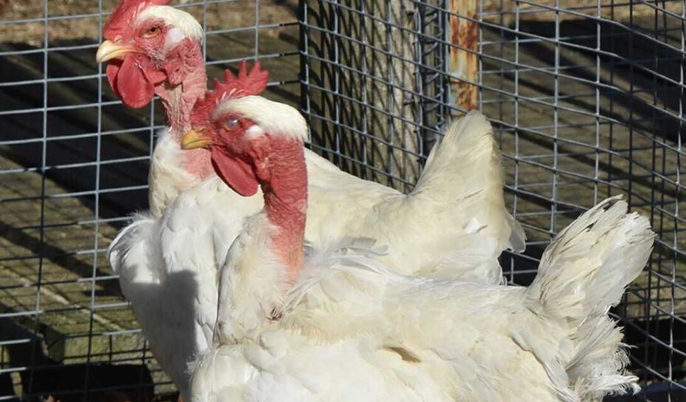 Galinha branca portuguesa choca