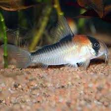 Kirysek Adolfa - Corydoras Adolfoi. Cetarius