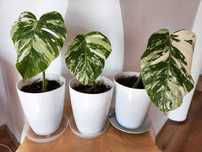 Monstera Variegata – ukorzenione sadzonki.
