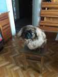 Pies Pekinczyk .