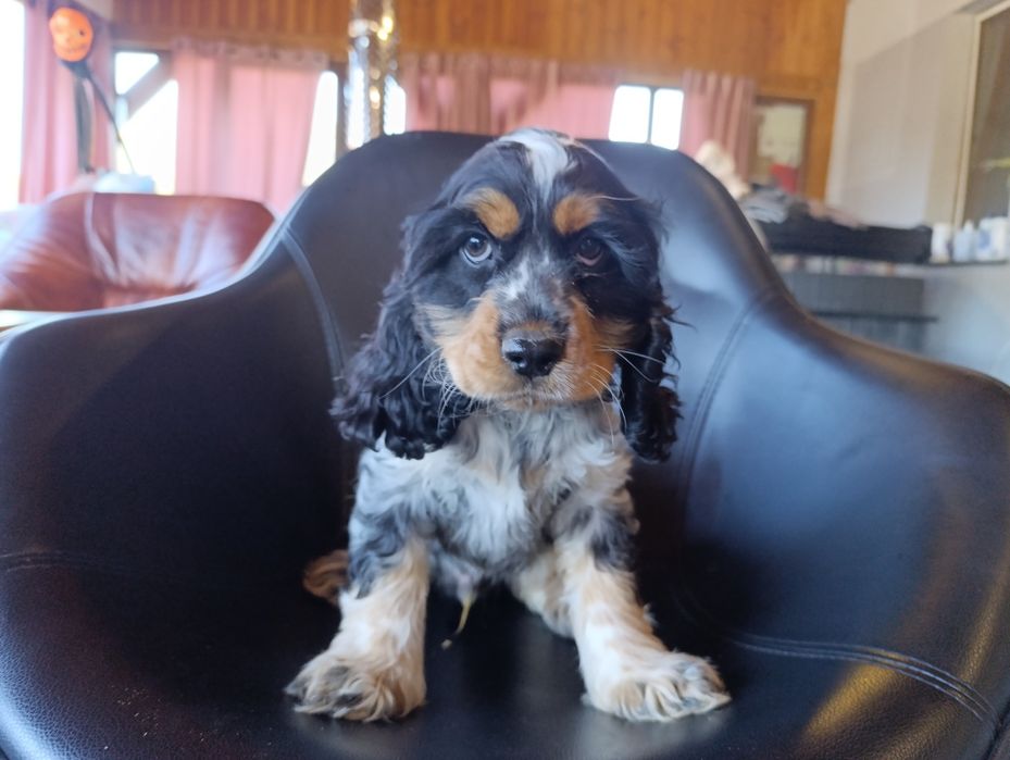 Cocker spaniel angielski.chlopak