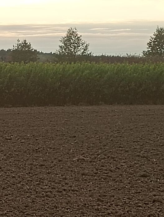 Sprzedam wiklinę amerykankę okolo;25t