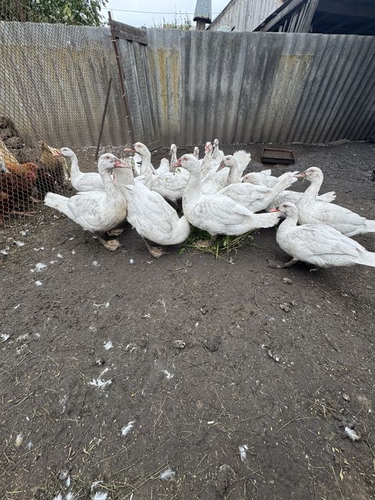 Продам мускусних качок