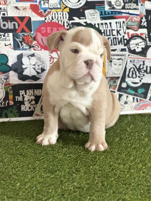 Bullgog ingles femea lilac