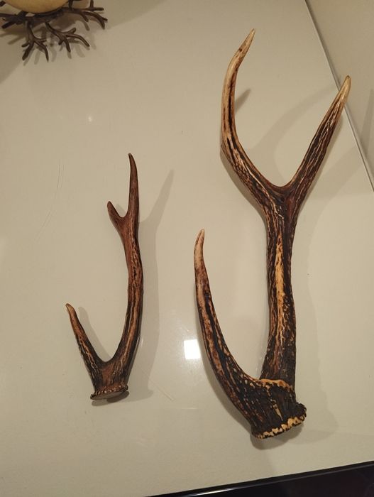 Hastes chifre de Veado