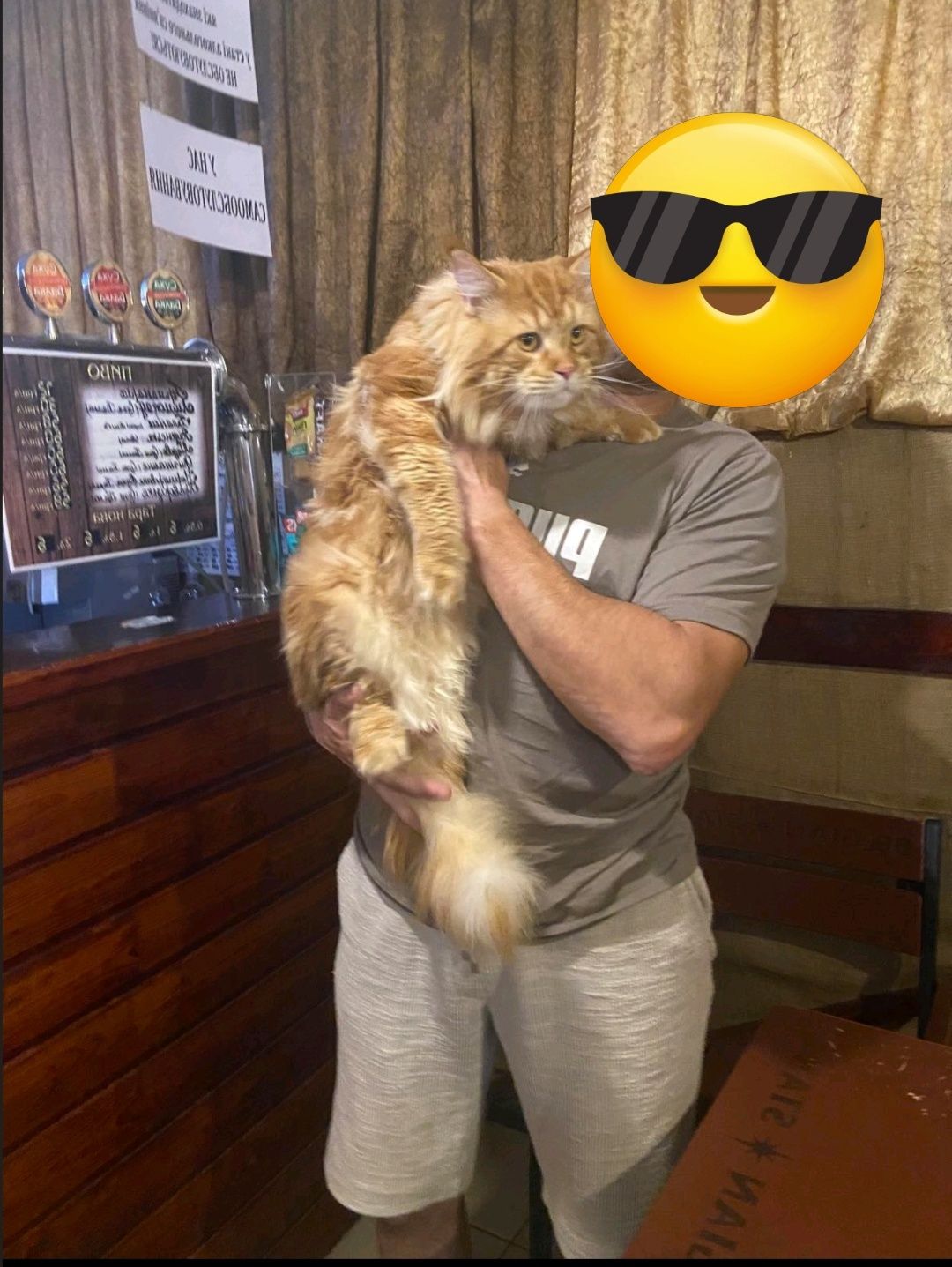 Продам котят мейкуна