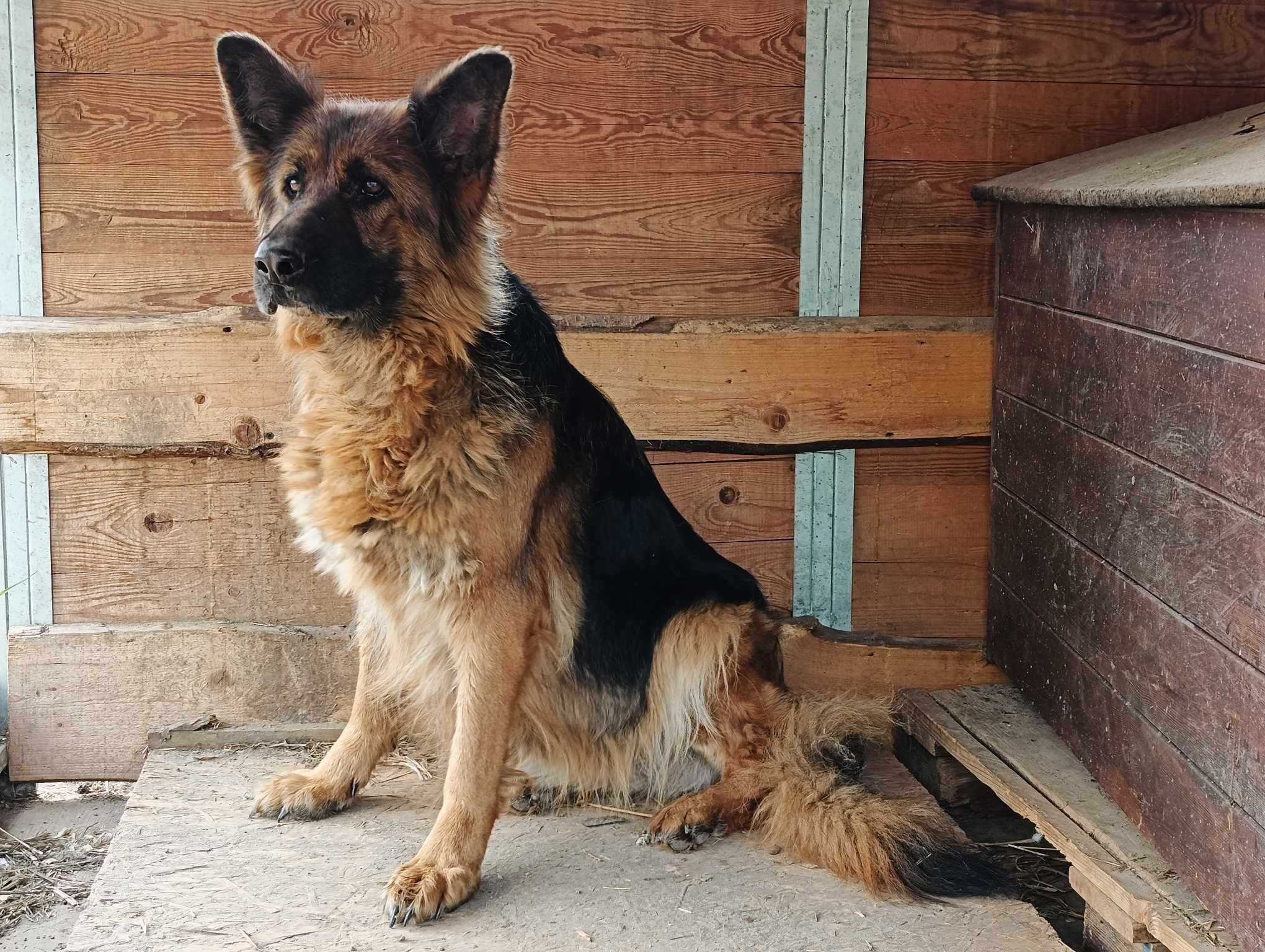 piękna owczarka niemiecka Tara szuka kochającego domu