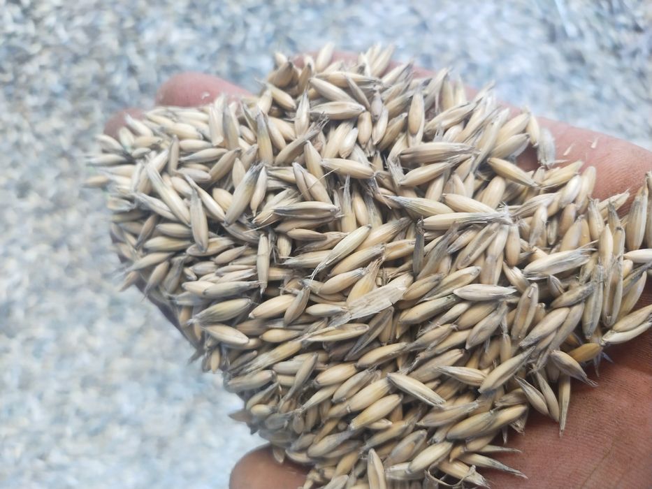 Owies bingo i czarny