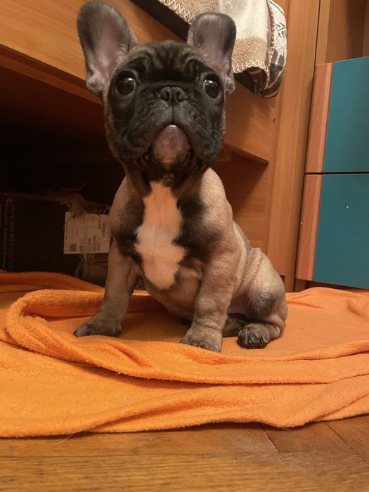 Цуценята французького бульдога!