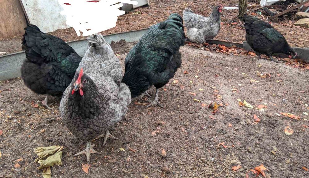 Джерсійський гігант інкубаційні яйця