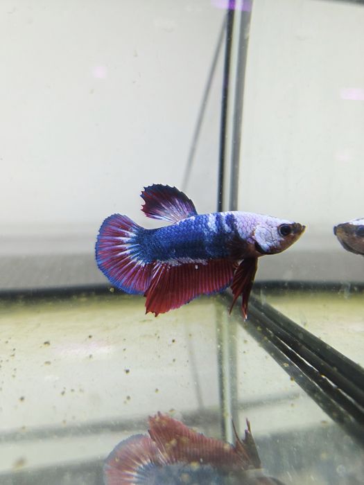 Bojownik HMPK dragon