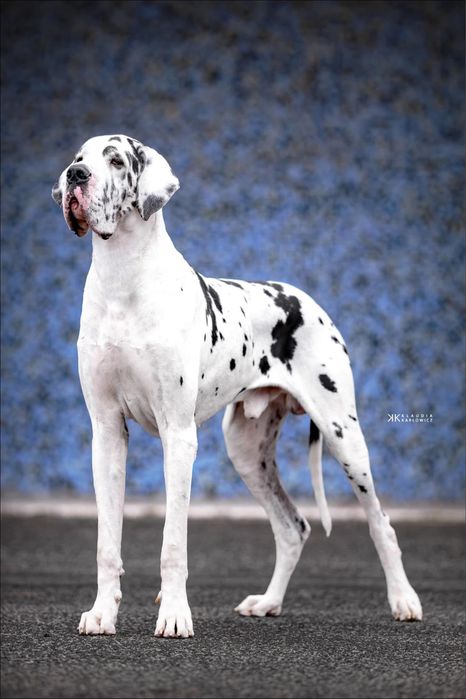 Szczenię dog niemiecki merle ZKwP/FCI z super skojarzenia!