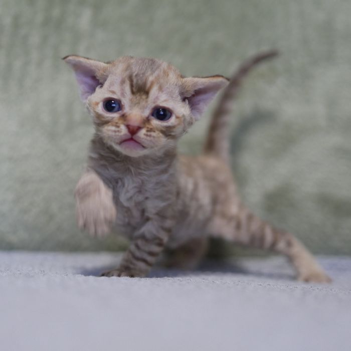 Devon Rex, dziewczynka
