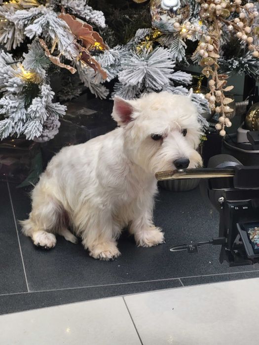 Цуценята Вест Хайлінд Уайт Тер'єр