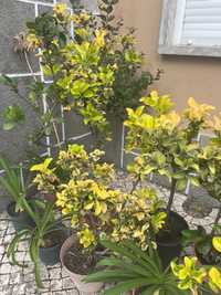 Arbustos para sebes ou decoração