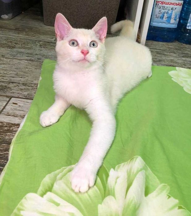 Уникальный маленький, голубоглазый котёночек Сахарочек, 4 месяца