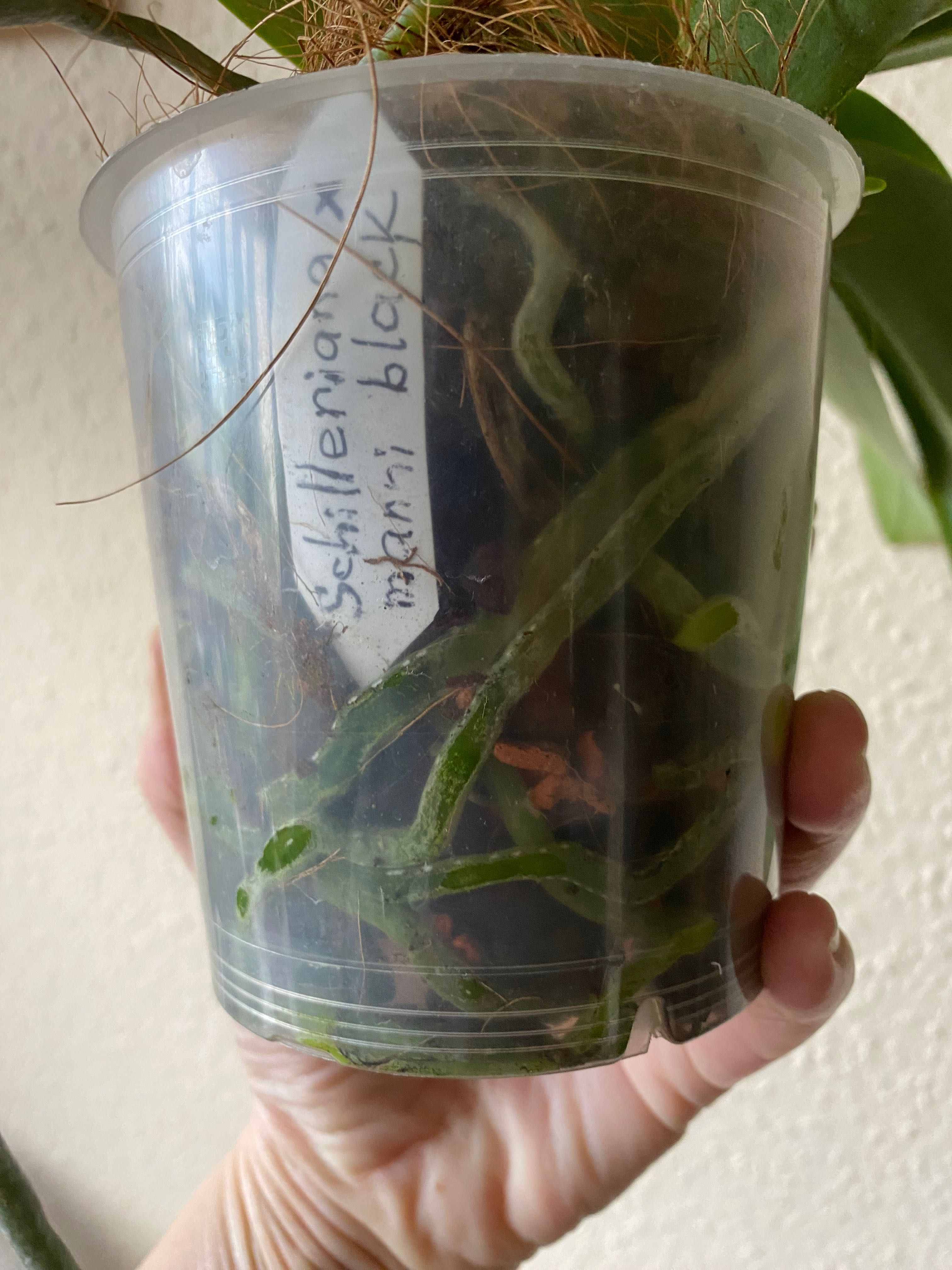 Продам орхидею Shilleriana # Manni black