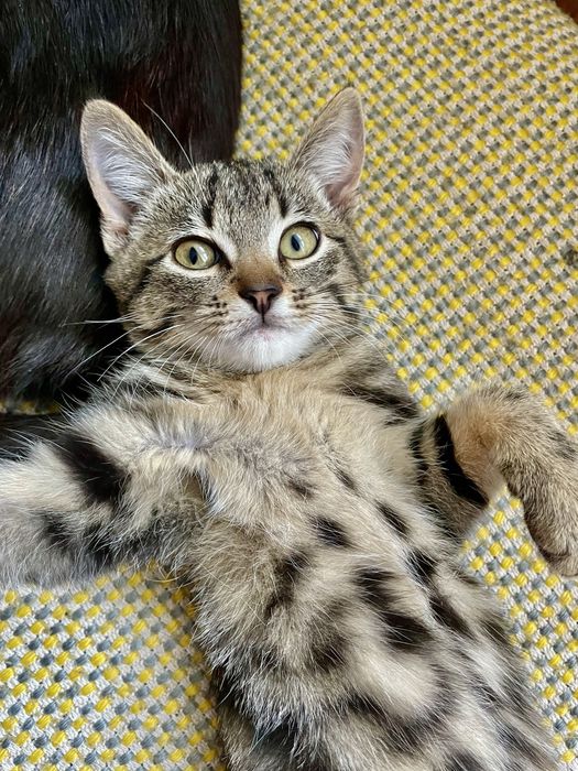 Віддам в добрі руки