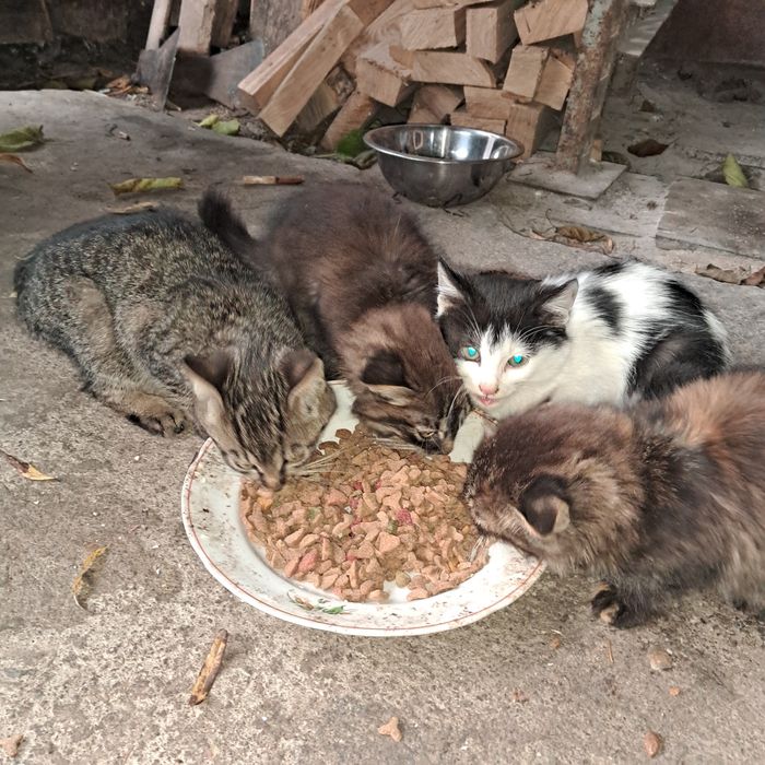 Віддам котенят в добрі руки