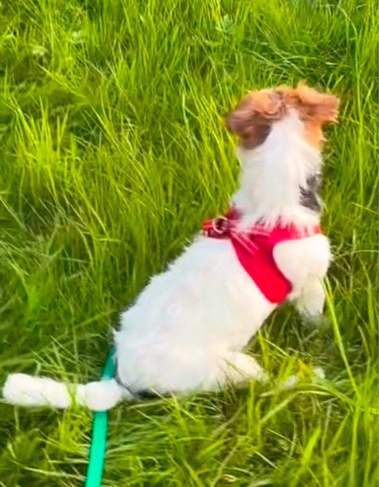 Jack Russell Terrier ZkwP FCI.