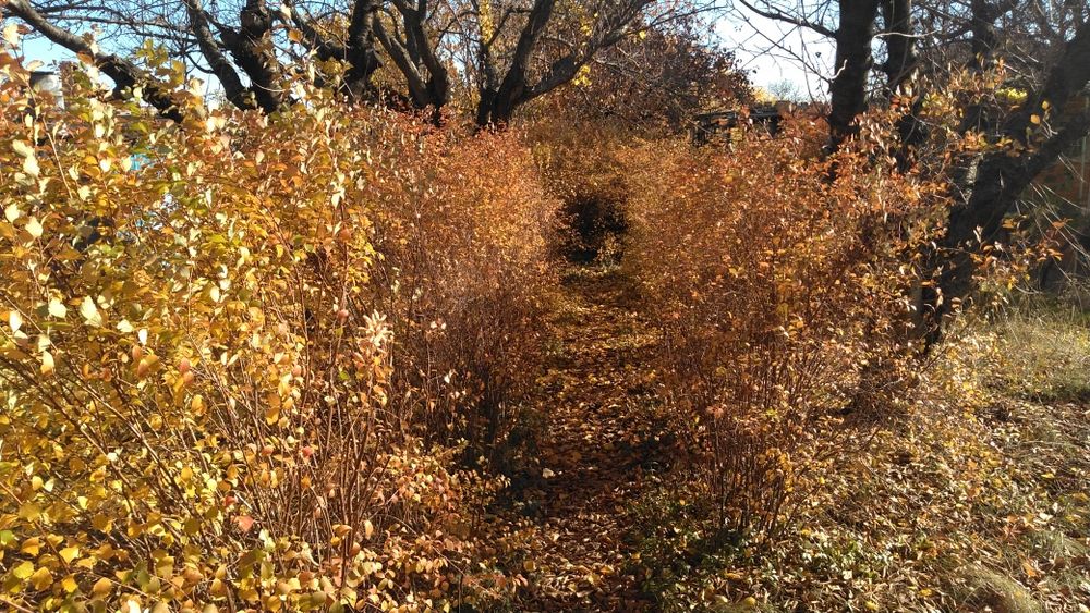 Садова ділянка 8 соток з будинком, Пересадівка, СТ "Трикотажник"