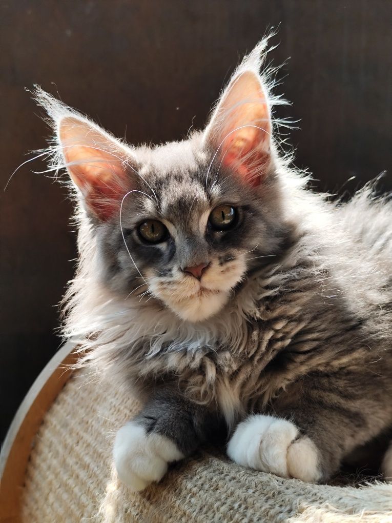 Cudowny Kocurek Maine Coon Fernando Ashantu*PL gotowy do odbioru